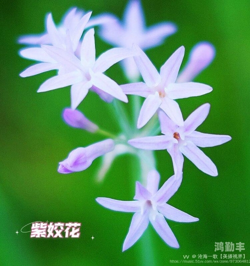 小娇小娇的成长故事