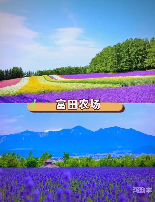 向日葵APP免费下载网址进入向日葵APP，点亮生活的免费下载之旅-第2张图片