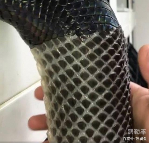 小兔子被蛇用两根WRITEAS小兔子与蛇的奇妙遭遇-第1张图片