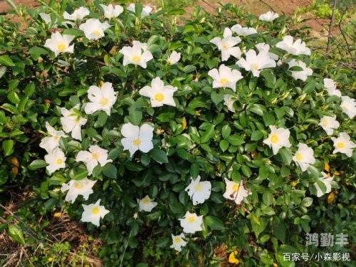 野花影视免费观看电视剧野花影视，免费观看电视剧的乐园