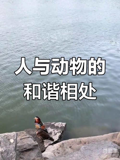 人物动物互动高清人物与动物间的和谐互动——高清世界中的自然与人文