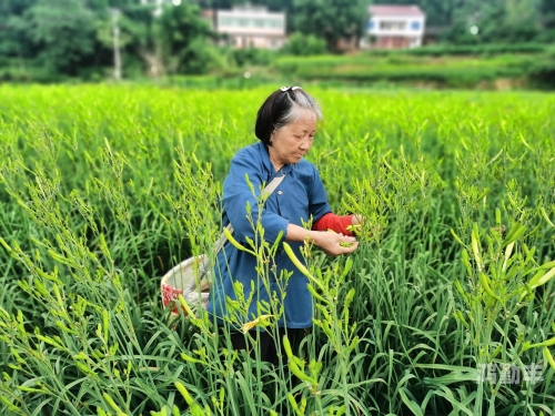忘忧草在线观看免费高清视频的探索之旅-第2张图片