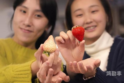 探索私密部位——迈开腿让我看一下小草莓