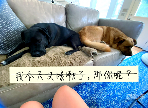 第一次和狗狗与毛茸茸的伙伴初次邂逅——我的第一次与狗狗的故事-第1张图片