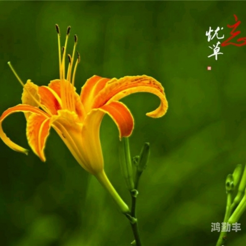 忘忧草在线社区，探索中文网络的新天地-第2张图片
