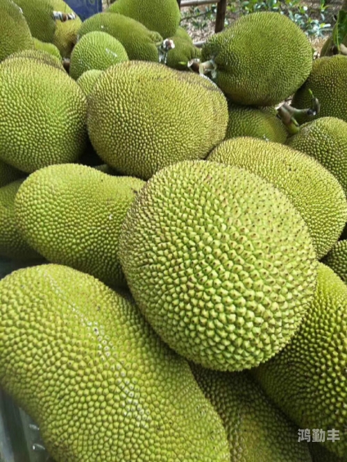 菠萝菠萝蜜在线视频yyy菠萝菠萝蜜在线视频，探索其魅力与乐趣-第2张图片