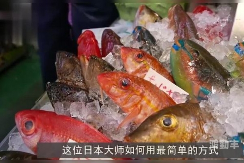 探索日本一道本线一区免费之旅