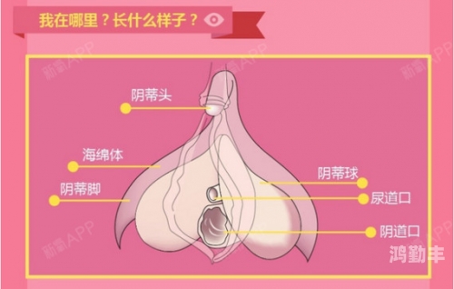 探索女性私密之谜，关于荫蒂的每日亲密互动-第2张图片