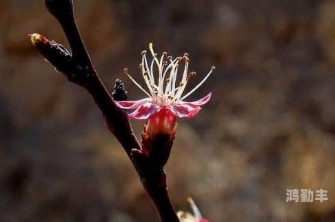 军人边走边吮她的花蒂军旅之花，边行边珍视的独特情感