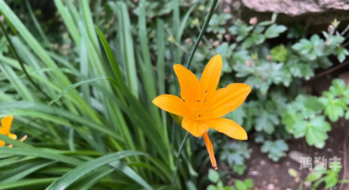 香蕉和忘忧草对焦虑的影响香蕉与忘忧草，缓解焦虑的天然良药-第1张图片
