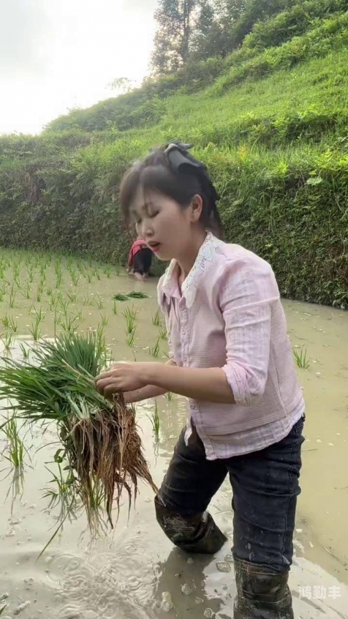 姐妹们你们会喜欢早插秧吗姐妹们，你们对早插秧的看法与喜好