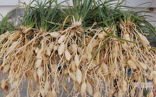 野草与乱码，一二三四的区别解析