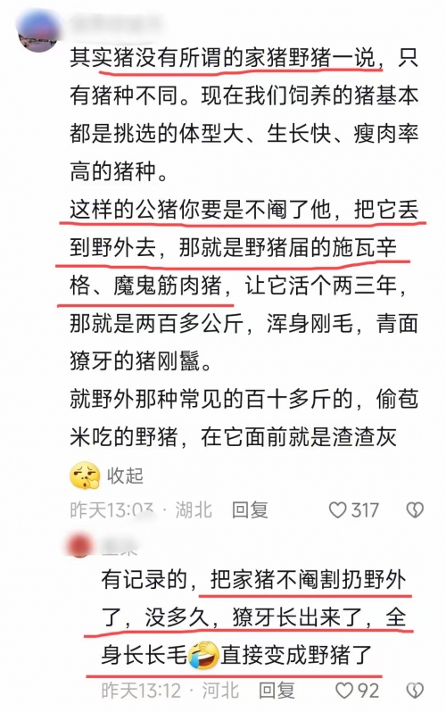 ZZO0美国猪，探索其历史、特点与影响