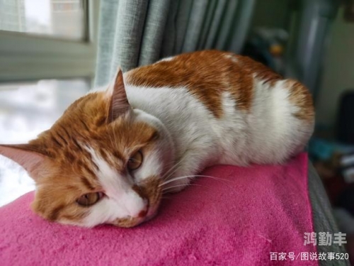 趴玻璃是什么意思趴玻璃上做给别人看的背后故事