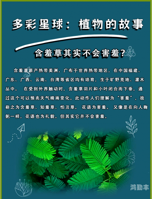 含羞草传媒一天只能看一次含羞草传媒，一次的美丽邂逅-第2张图片