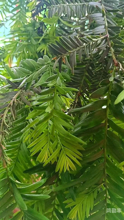 菠萝菠萝蜜高清视频的魅力与探索-第2张图片
