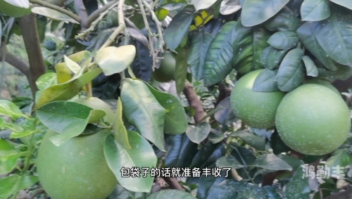 蜜柚视频 视频蜜柚视频在线观看与完整版下载，探索与体验的双重乐趣-第2张图片