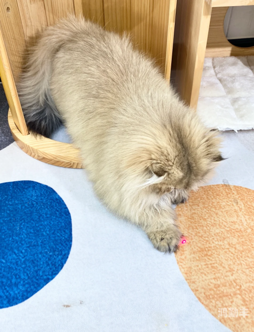 猫咪全新3.0猫咪全新3.0，引领宠物科技新潮流-第2张图片