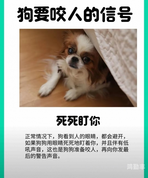 入门无犬吠打一个字入门无犬吠——探秘这个字的奥秘-第2张图片