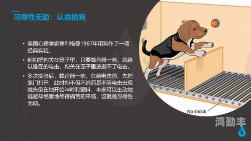 狗狗太长了太痛了小说狗狗的成长之痛，理解与应对的深度思考