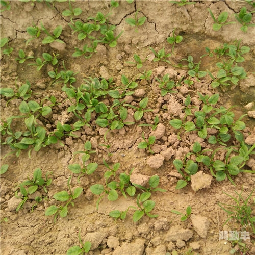 QQ农场种植指南，如何选择作物以获取最高经验值