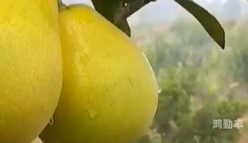 蜜柚在线观看版高清免费视频，探索网络影视新体验-第1张图片