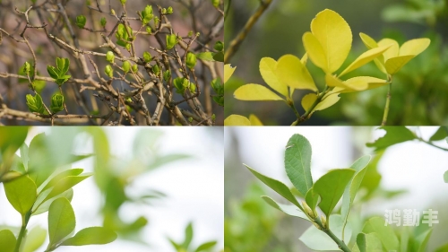 小草新视频，在线观看与在线播放的全新体验-第2张图片