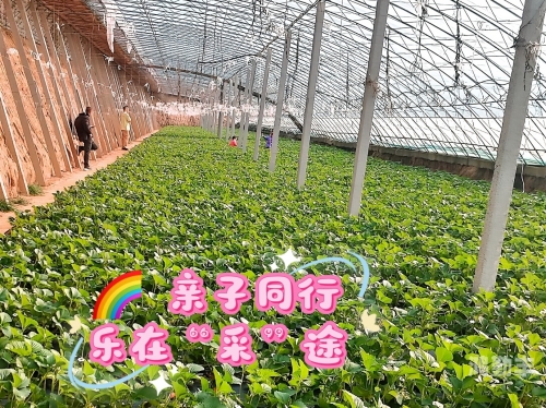 迈开腿尝尝你的草莓是什么感觉探索未知的滋味——迈开腿尝尝你的草莓之旅-第3张图片