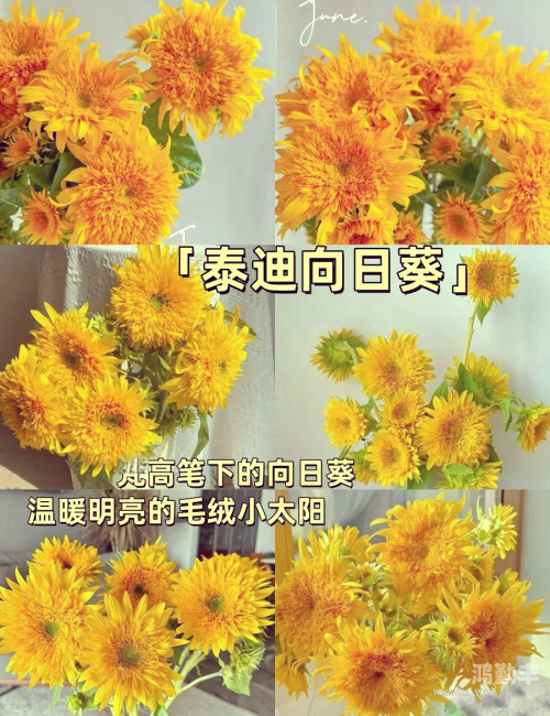 向日葵app视频探索向日葵App视频，一个全新的视觉体验-第2张图片