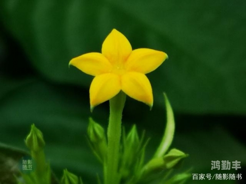 野花日本中文字幕大牛野花日本中文字幕MV的探索与赏析-第2张图片