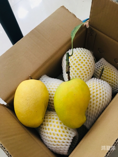 区产品乱码芒果精品P区域产品中的芒果精品——解码P系列之谜