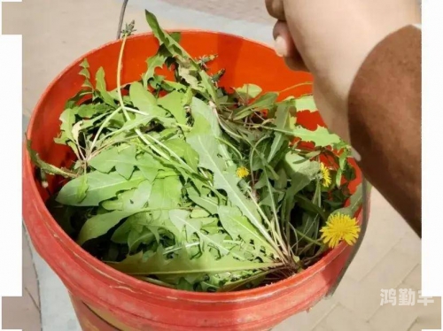 基萨尔野菜怎么找基萨尔野菜的魅力与独特之处-第2张图片