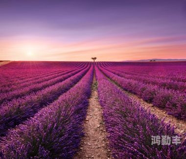 薰衣草高清观看在线观看忘忧草视频，探索心灵的治愈之旅
