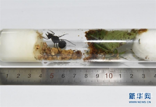 蚂蚁链接与BT链接，网络世界的双翼