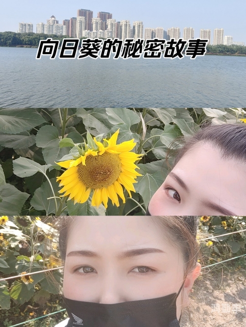 向日葵app官方网站进入人口探索向日葵app官方网站，便捷的人口信息服务平台