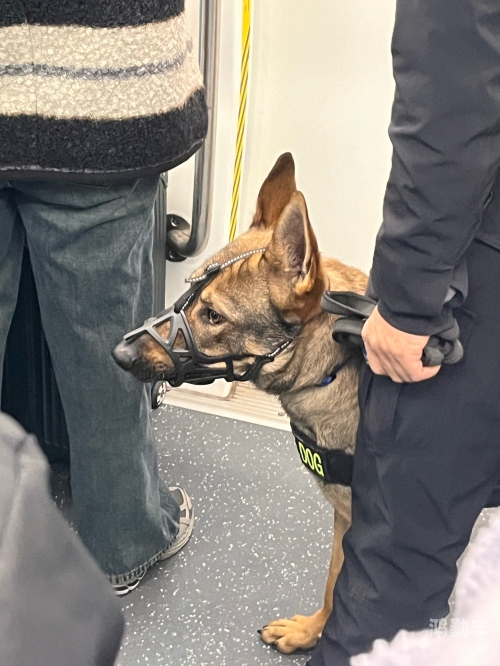 狗狗好厉害半个小时就死了狗狗的惊人半小时