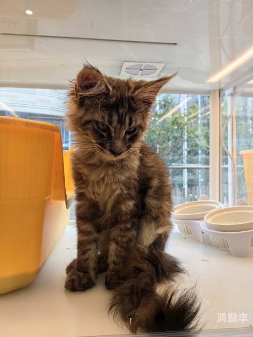 老版猫咪3.0.1老版猫咪3.0.1，时光的回忆与技术的探索