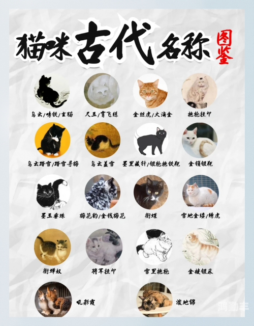 猫咪最新地域网名3336猫咪的最新地域网名，3336的神秘故事
